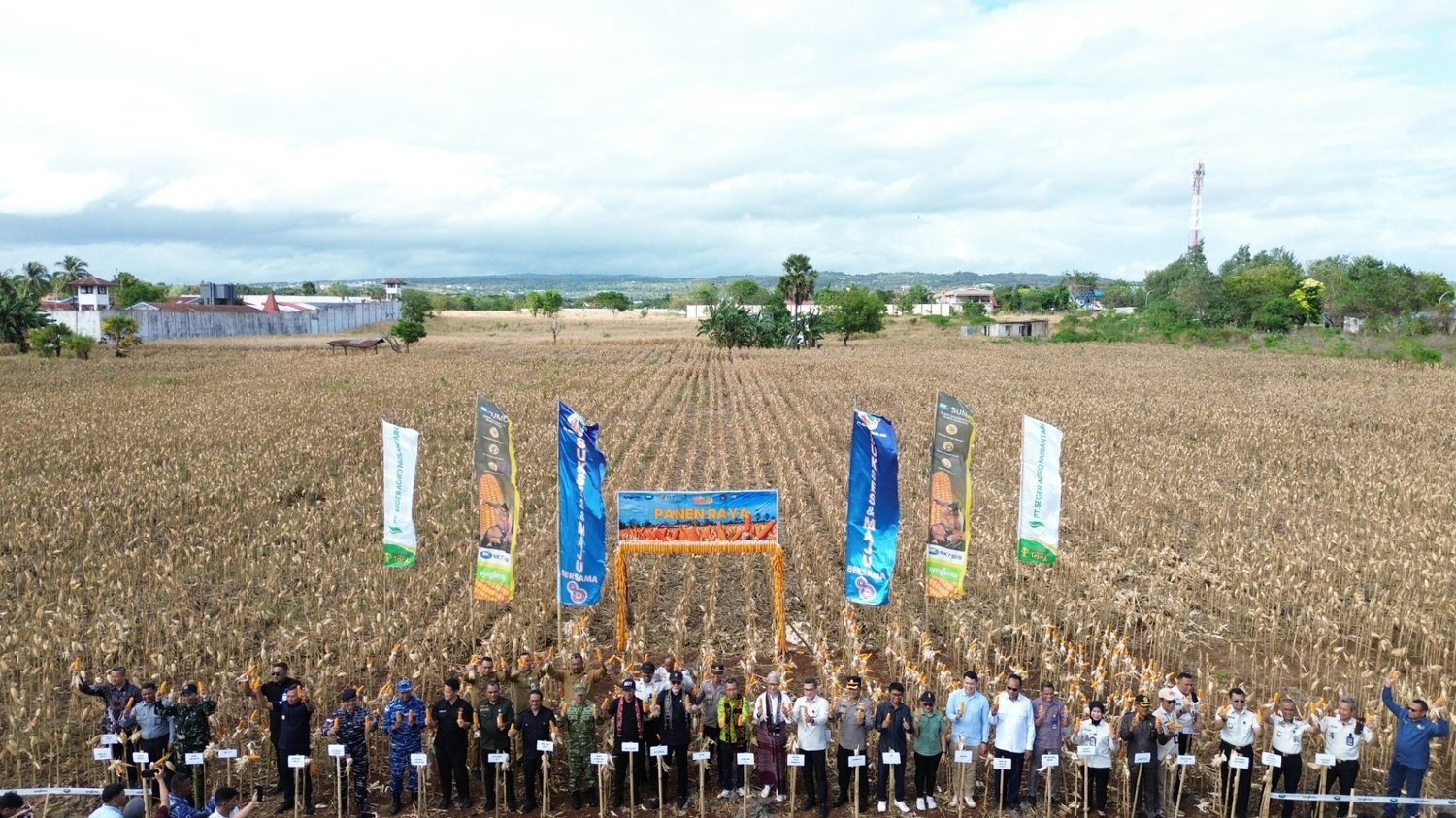 Panen Raya Jagung Kupang