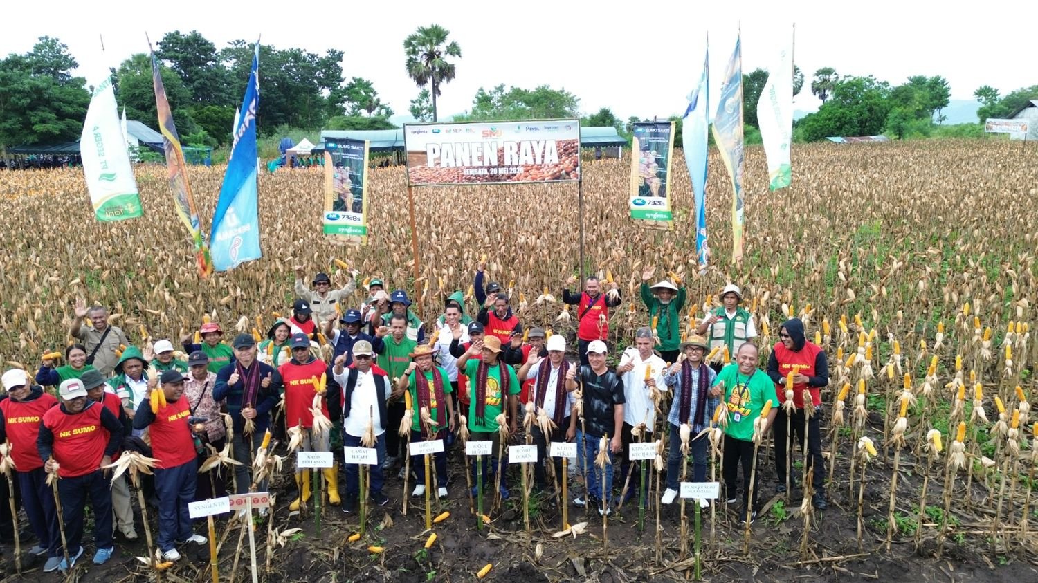 Panen Raya Jagung Lembata